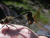 Falkenlibelle (Cordulia aenea) 3